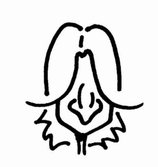 tim.jpg